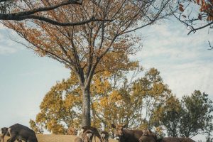 日本景點｜奈良旅遊全攻略、千年古都必訪行程可不只有餵鹿