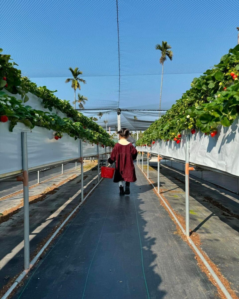 苗栗大湖草莓園推薦|灣潭玫瑰草莓園