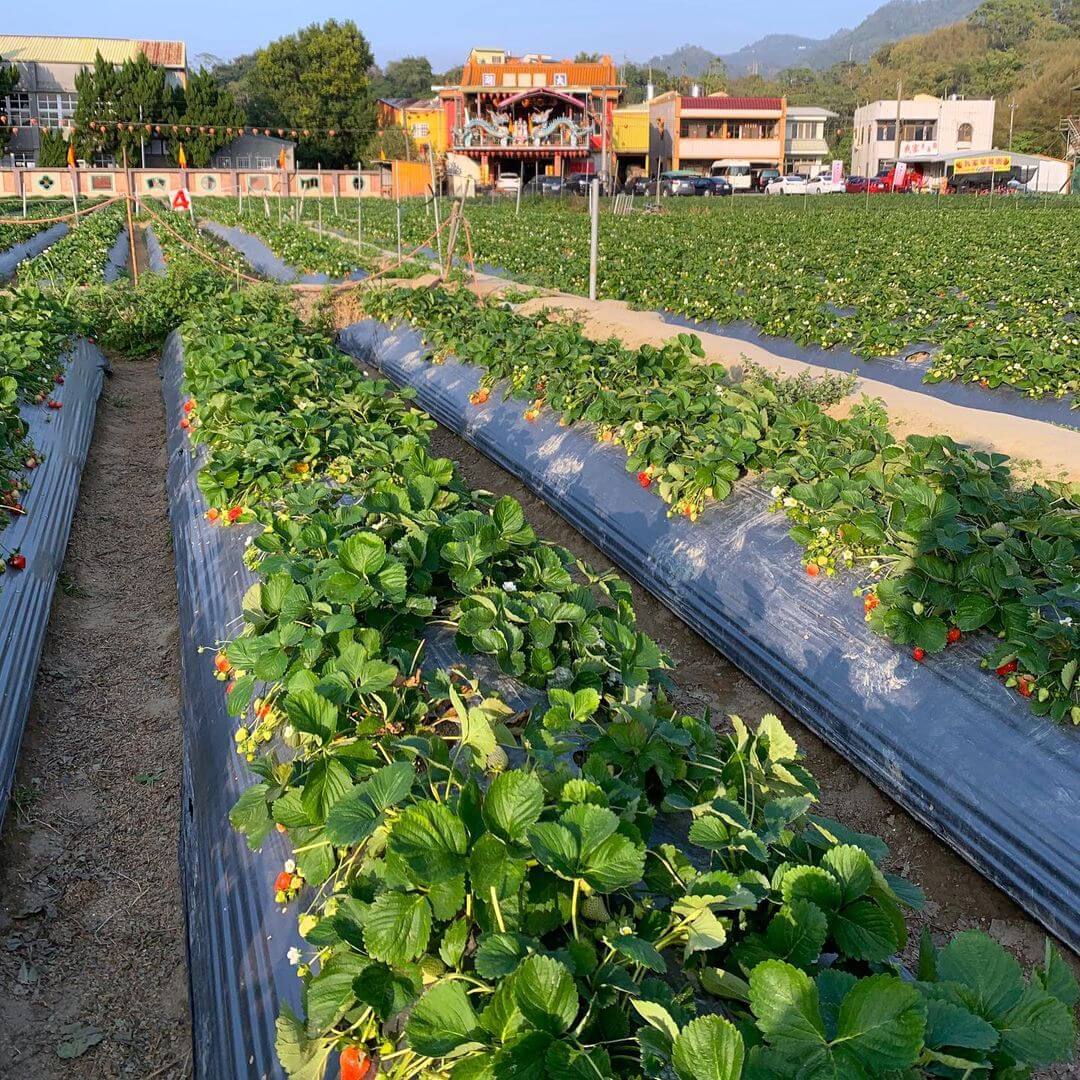苗栗大湖草莓園推薦|大湖巧合草莓園