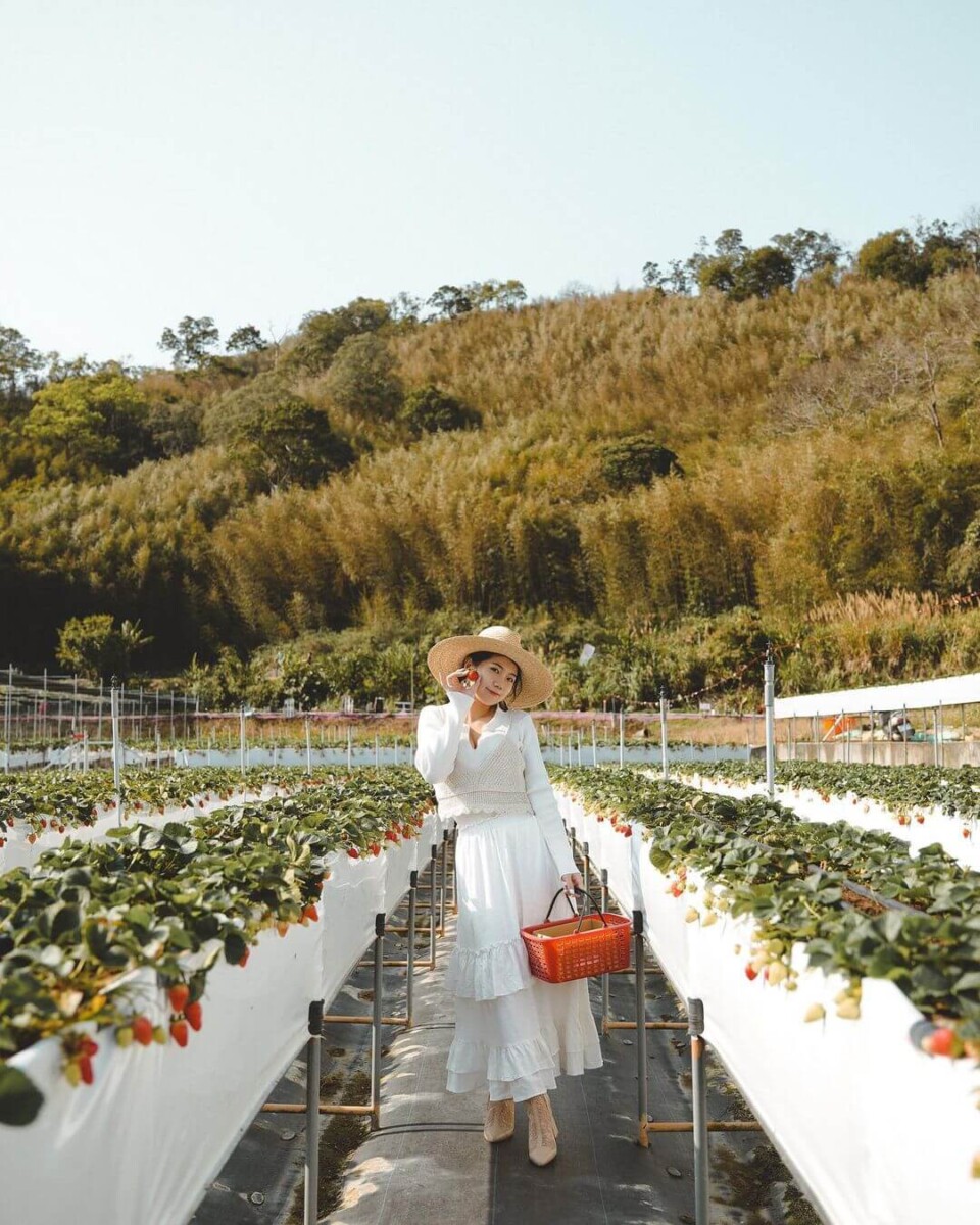 苗栗大湖草莓園推薦|紅色琉璃瓦草莓園