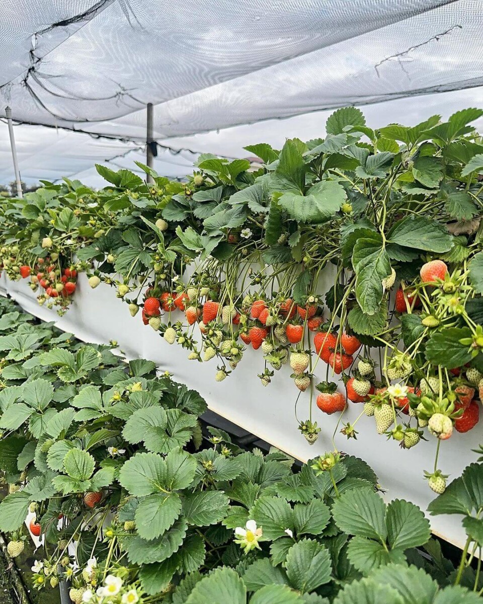 苗栗景點|草莓控必收!嚴選7家大湖草莓園,一窺其中的特色與優點 大湖六合高架牛奶草莓