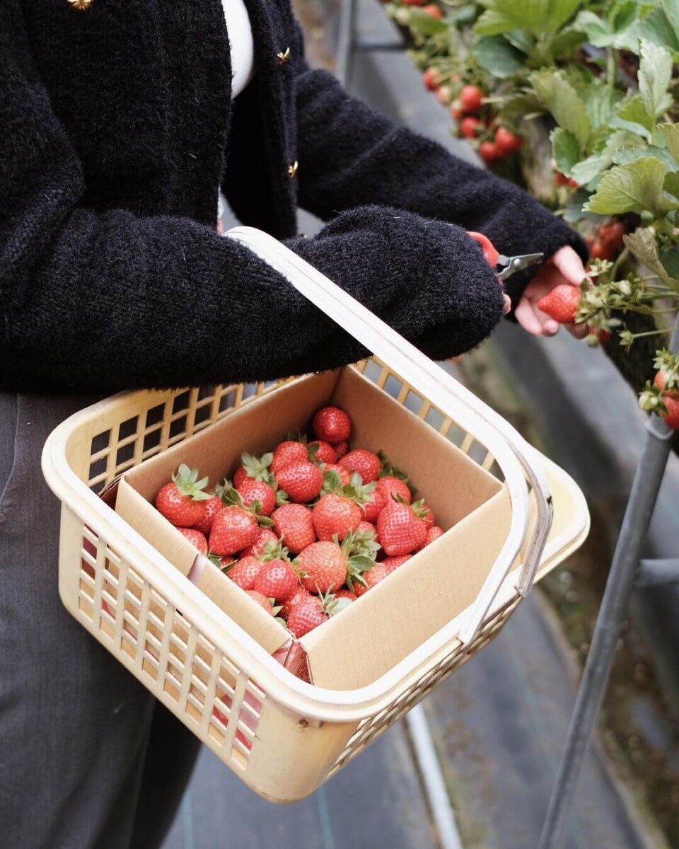 苗栗大湖草莓園推薦|慶豐高架草莓