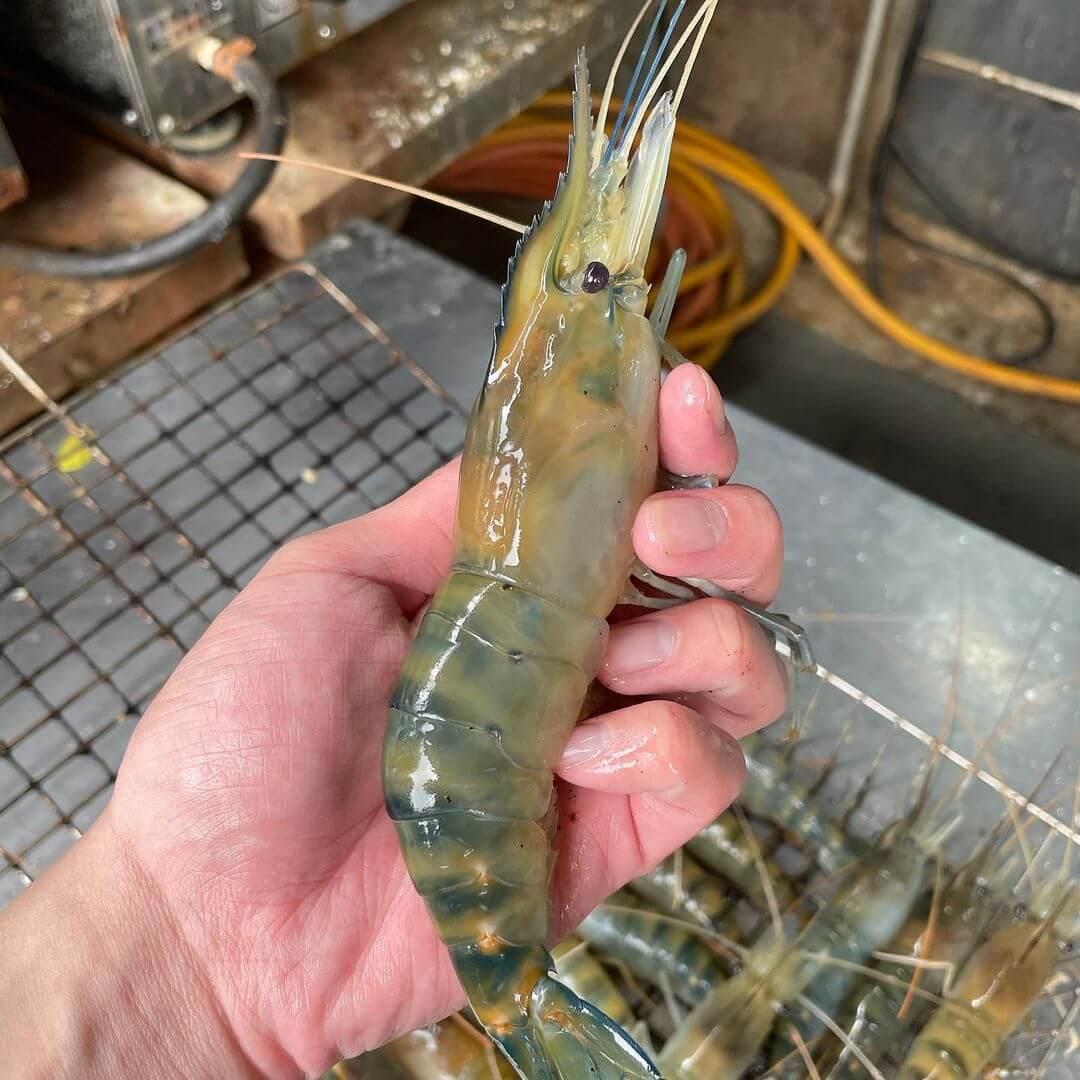 新北釣蝦場推薦|九江釣蝦場