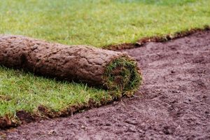 長青園藝苗圃專業草皮 桃園草皮批發、台中草皮批發