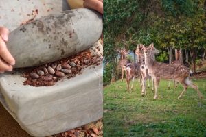 南部景點｜南部六大特色農場 鹿ㄦ島水豚生態園區、三隻小豬萌翻