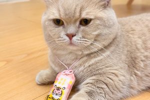 南港寵物展亮點搶先看 基因篩檢、清潔神器、萌系穿搭一次滿足