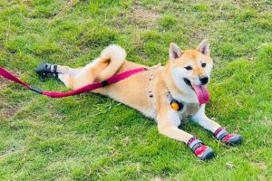 夏日毛孩防護必備 寵物用品網購推薦 狗狗鞋守護肉球、防燙熱地板