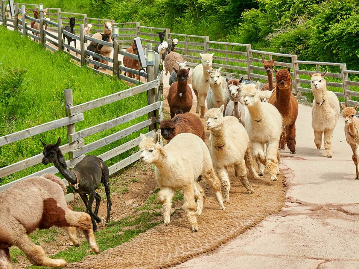 韓國一日遊行程推薦｜韓國自由行熱門景點 必看兩大表演一次收錄