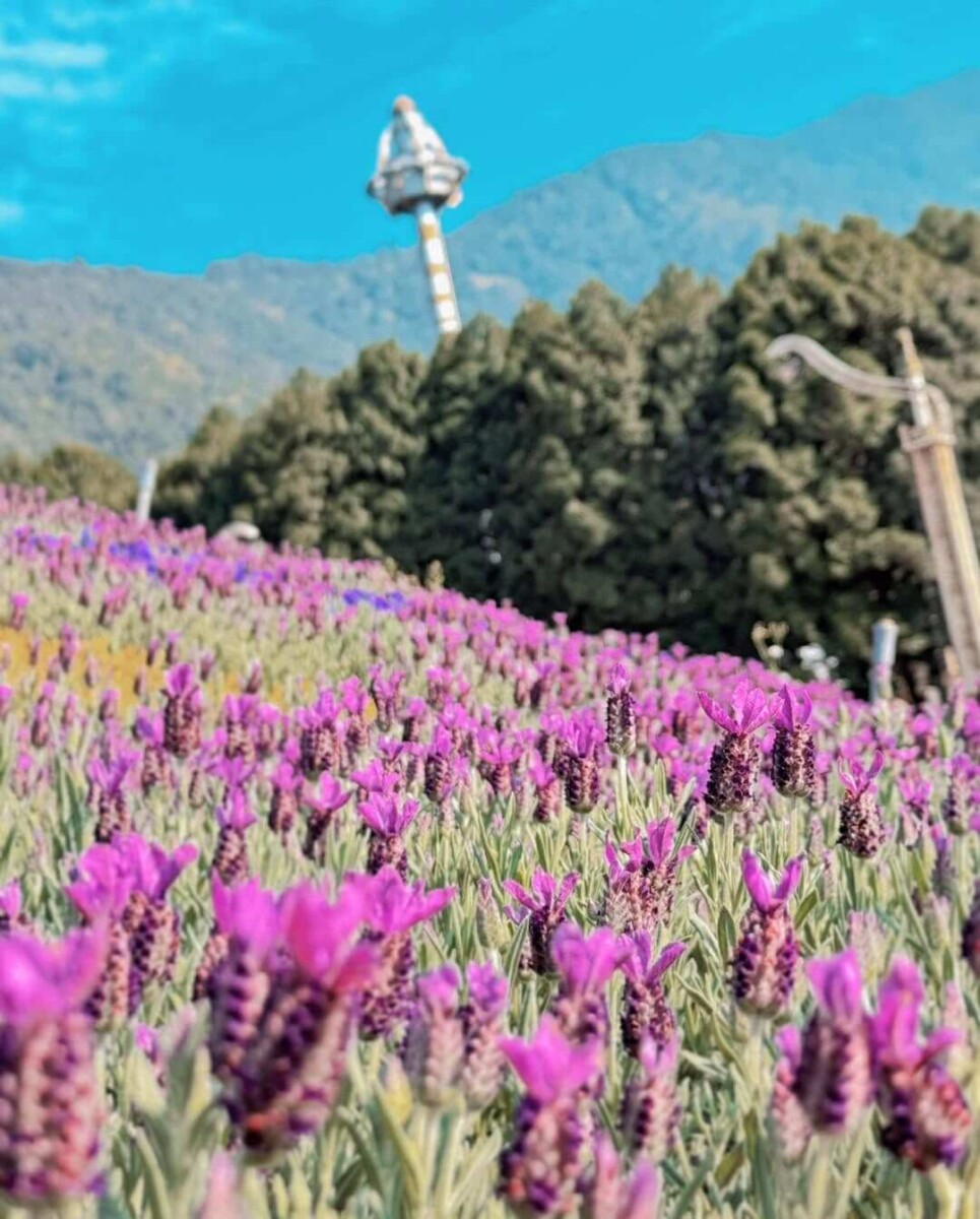 全台景點｜九族文化村｜來場浪漫約會吧！嚴選2025薰衣草花田推薦
