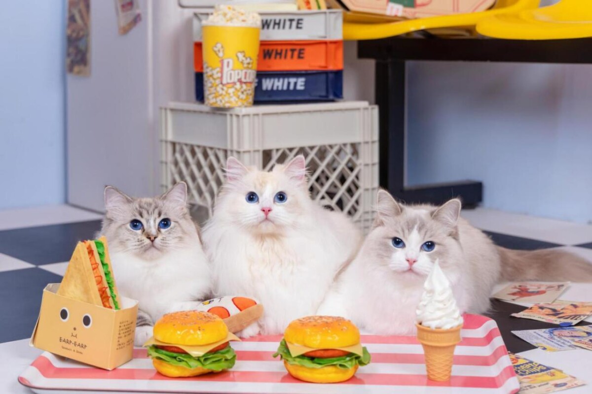 布偶貓貓舍推薦 最黏人貓咪就在《蜜兒玩偶貓坊》