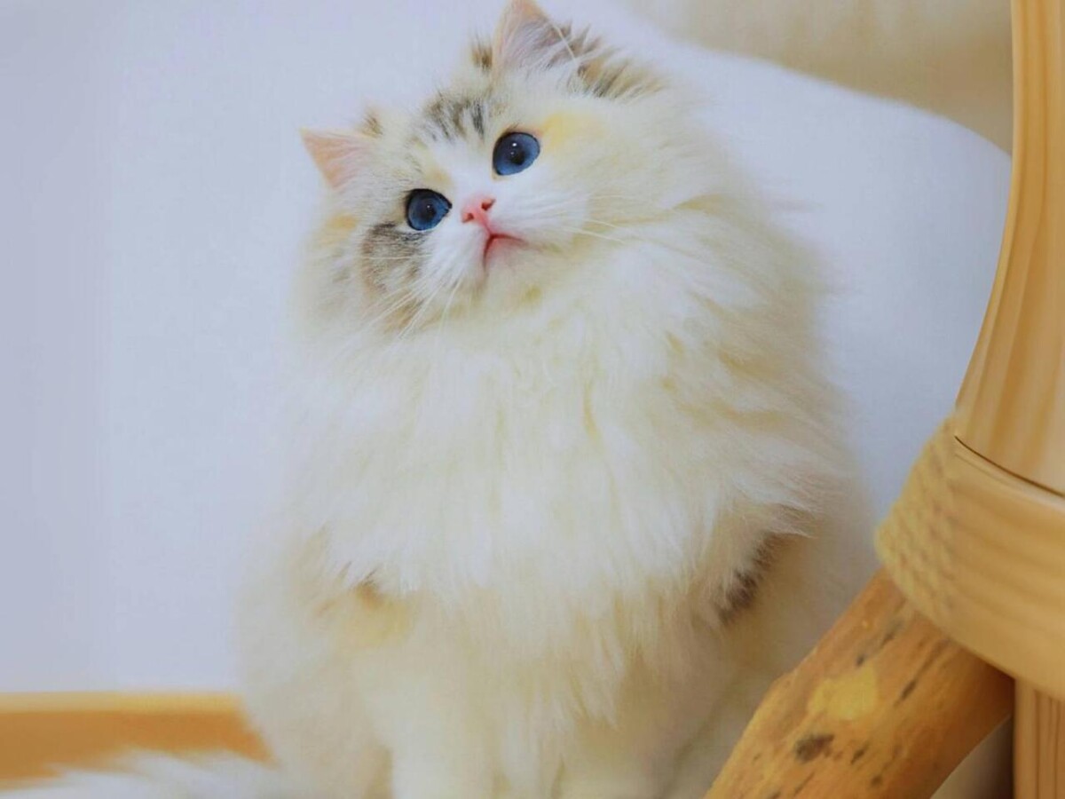 布偶貓貓舍推薦 最黏人貓咪就在《蜜兒玩偶貓坊》