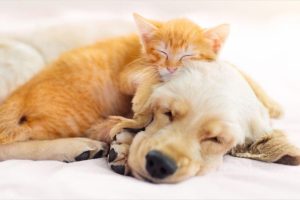 台中寵物食品推薦 HPP滅菌技術還原鮮食營養 守護毛孩健康