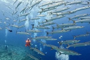 台北潛水課程推薦 從水肺潛水到跨國潛水 開啟水下冒險之旅