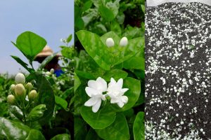 松山區手搖店推薦 台北茉莉花茶香征服老茶控與新手味蕾