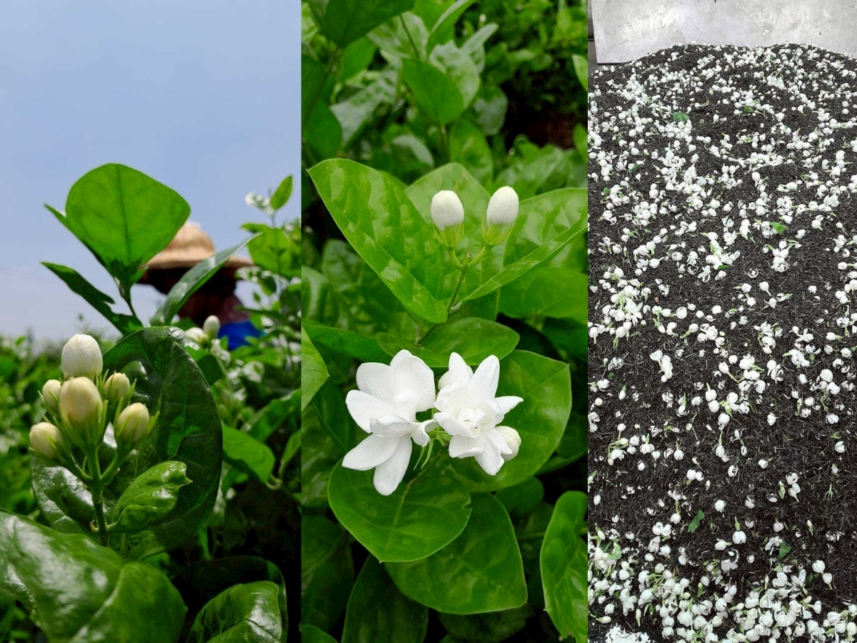 松山區手搖店推薦 台北茉莉花茶香征服老茶控與新手味蕾