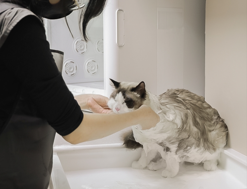 觀景窗看小鳥！雙北純貓旅館新選擇