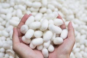 SiOHER熹歐禾八週年獻禮 極輕感蠶絲內衣上市 由內而外貼身呵護