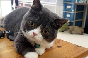 台中霧峰貓舍推薦 家庭式照護＋健康保障 讓飼主安心迎接毛孩