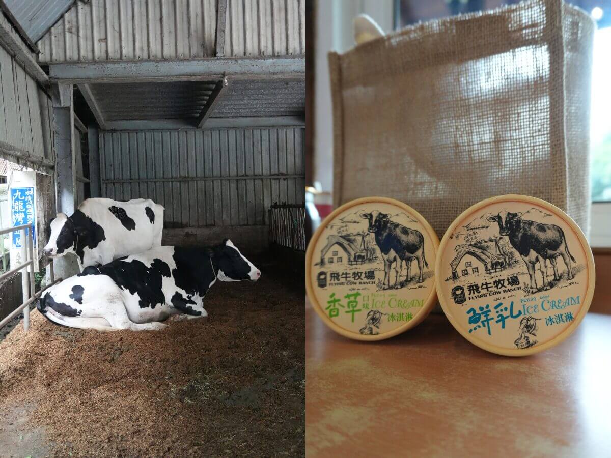 苗栗親子一日遊｜飛牛牧場＋台鹽園區＋白沙屯小吃 一人不到500元