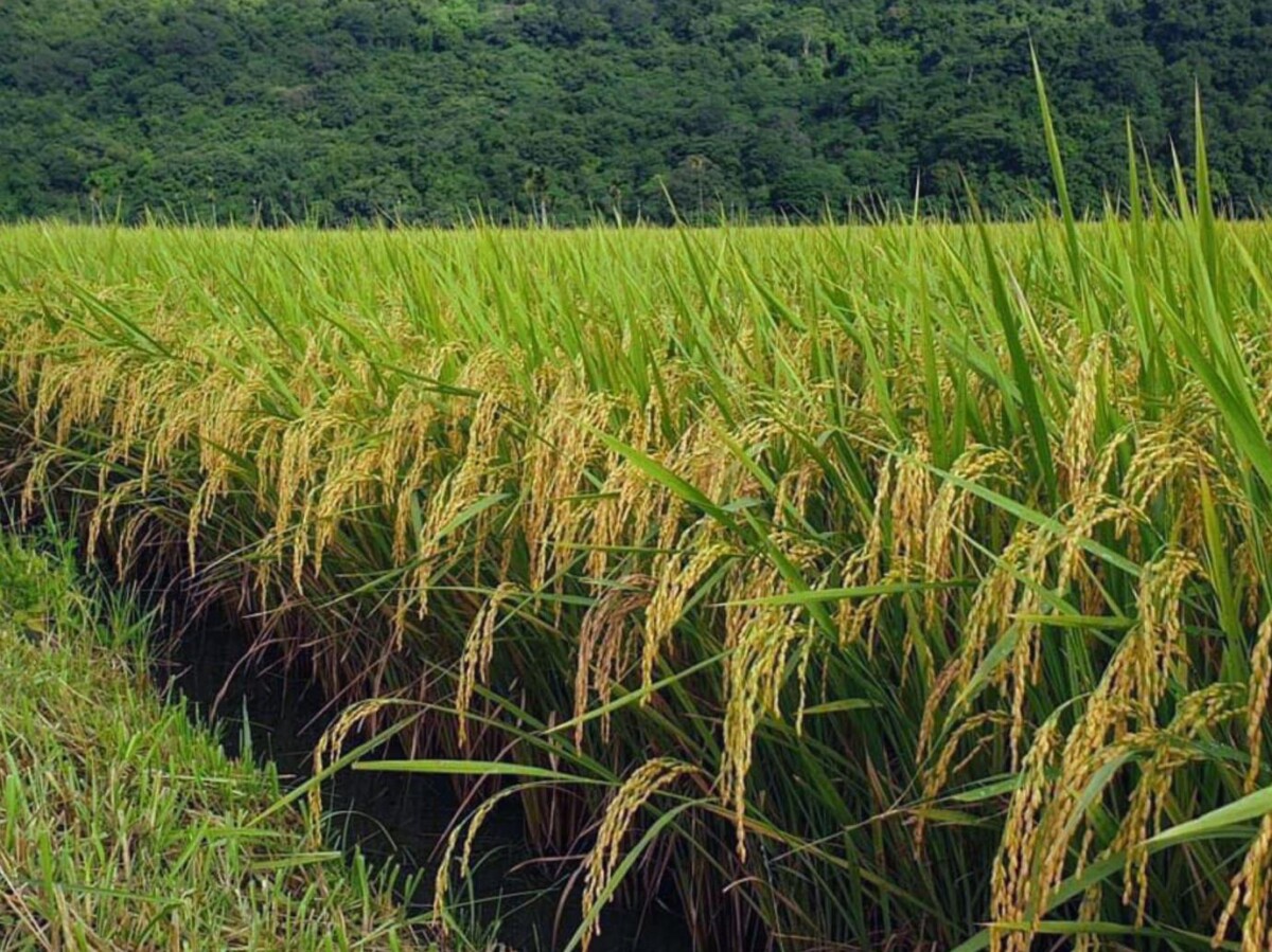 花蓮小農米全台熱銷【御見好米】得獎有機米宅配到你家
