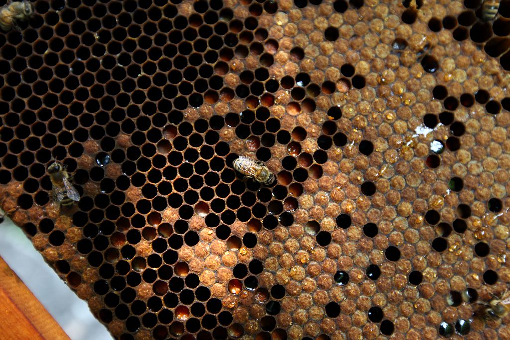 百年品牌泉發蜂蜜攜手忠義基金會，推公益禮盒以愛傳家守護弱勢兒少