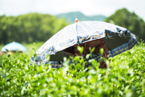 紅烏龍茶掀送禮熱潮 永續茶禮中秋飄香