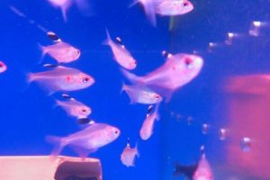 台北松山觀賞魚店推薦 水族街必逛人氣水族用品專賣店