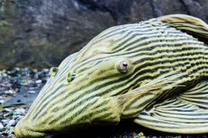 台北松山觀賞魚店推薦 水族街必逛人氣水族用品專賣店
