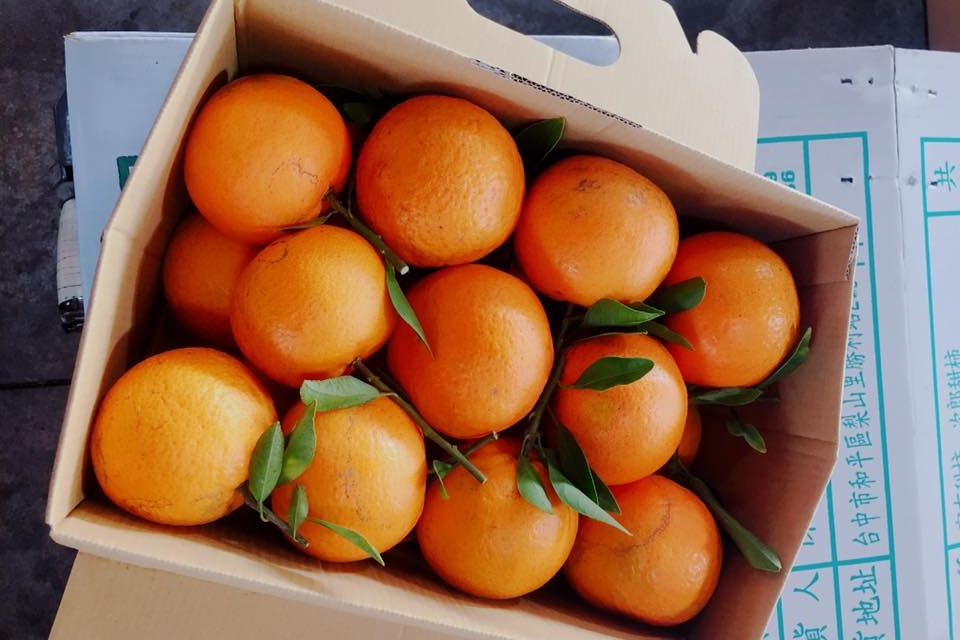 台中水果宅配 外銷級鮮果直送 高山甜柿好柿成雙