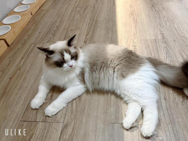 中壢下午茶推薦！與貓咪共度悠閒時光的療癒系咖啡廳體驗（圖/Medick Marketing Ltd.提供）