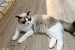 中壢貓咪咖啡廳必訪 不限時空間與貓咪共度療癒時光