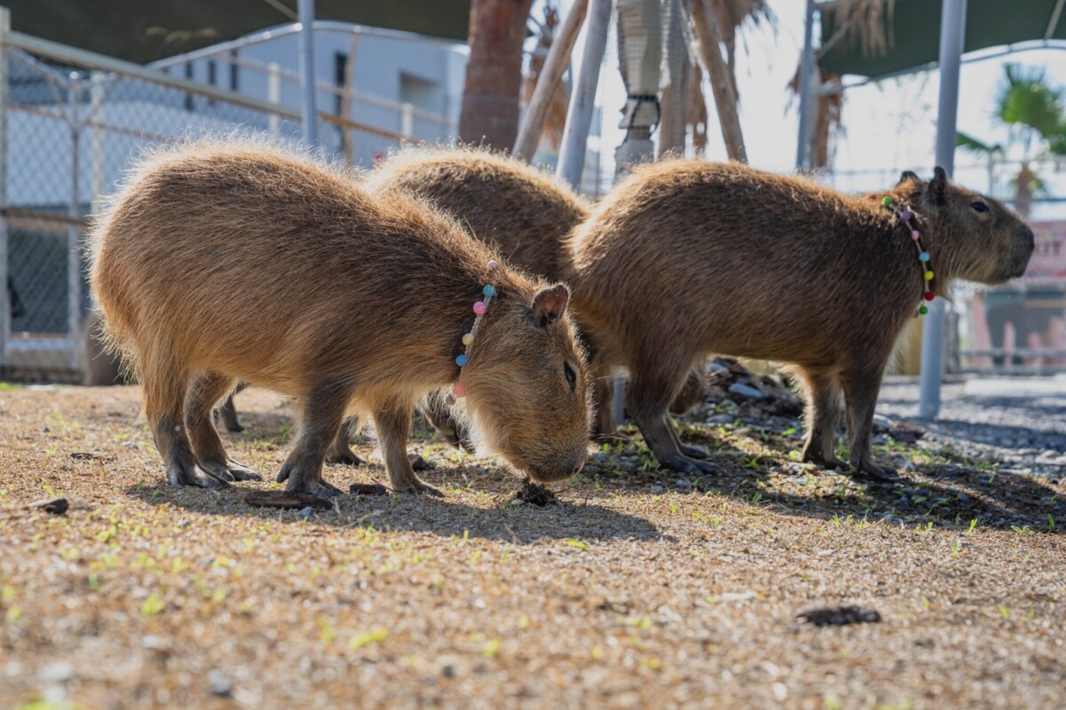 Blackpink Jennie 都瘋迷 北中南水豚熱點大盤點 星夢森林劇場成亮點