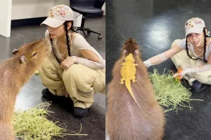 Blackpink Jennie 都瘋迷 北中南水豚熱點大盤點 星夢森林劇場成亮點