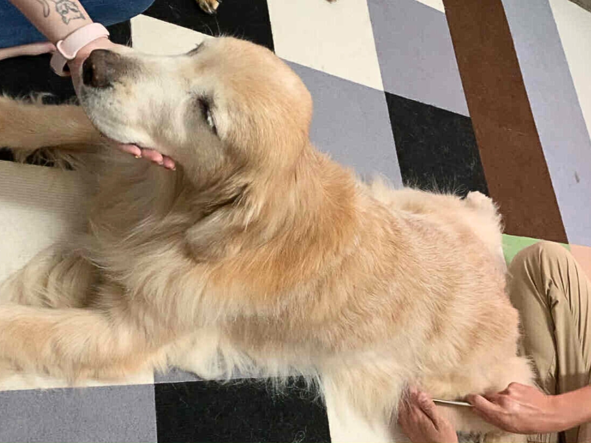 狗狗也能調理身心 台南寵物按摩舒緩狗狗壓力 助毛孩恢復元氣