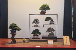 「2025世界盆栽展」盛大開幕 王惠美邀世界看見台灣