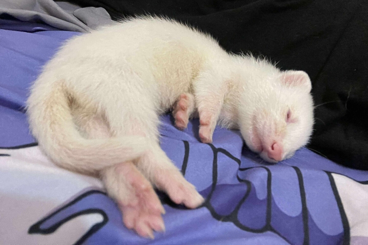 真的萌鼠人 桃園鼠舍推薦鼠鼠一家 超可愛鼠寶貂寶天竺鼠寶寶
