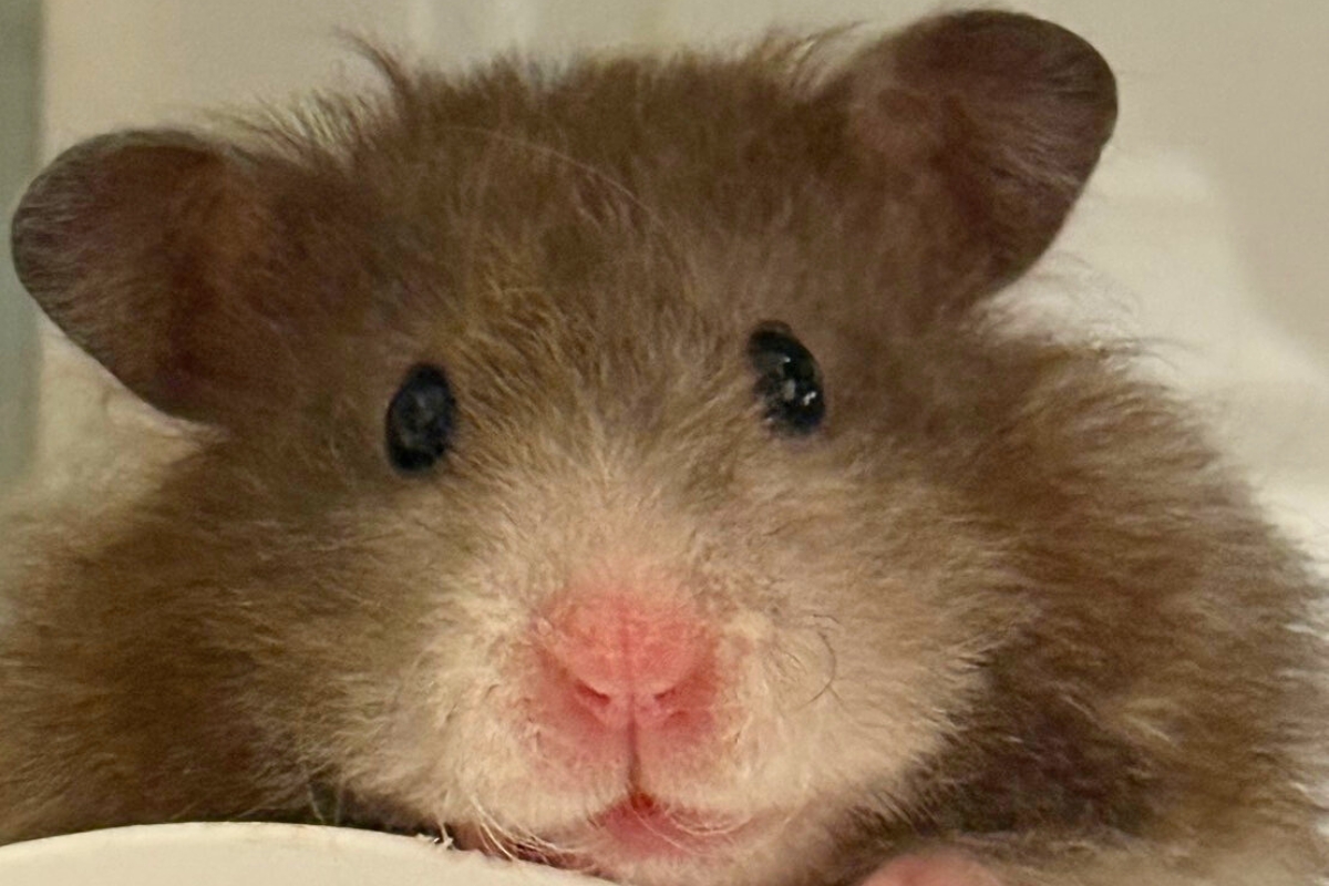 真的萌鼠人 桃園鼠舍推薦鼠鼠一家 超可愛鼠寶貂寶天竺鼠寶寶