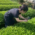 從苗栗山城到新加坡餐桌《豐味苗栗》貓裏紅登上五星級餐桌