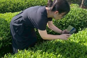 從苗栗山城到新加坡餐桌《豐味苗栗》貓裏紅登上五星級餐桌