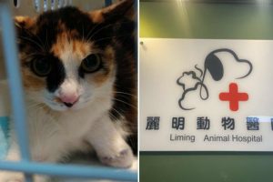 浪貓豆花受困捕獸夾 麗明動物醫院出手相救並籲正視陷阱危害