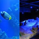 台中海線景點 全台最美海洋館登場 台中海洋館 5 大亮點必拍必逛