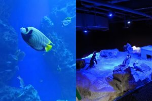 台中海線景點 全台最美海洋館登場 台中海洋館 5 大亮點必拍必逛
