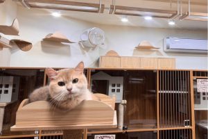 溫馨舒適的桃園合法貓舍推薦 超親人焦糖藍金漸層貓咪就在這