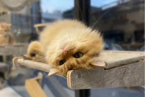 溫馨舒適的桃園合法貓舍推薦 超親人焦糖藍金漸層貓咪就在這