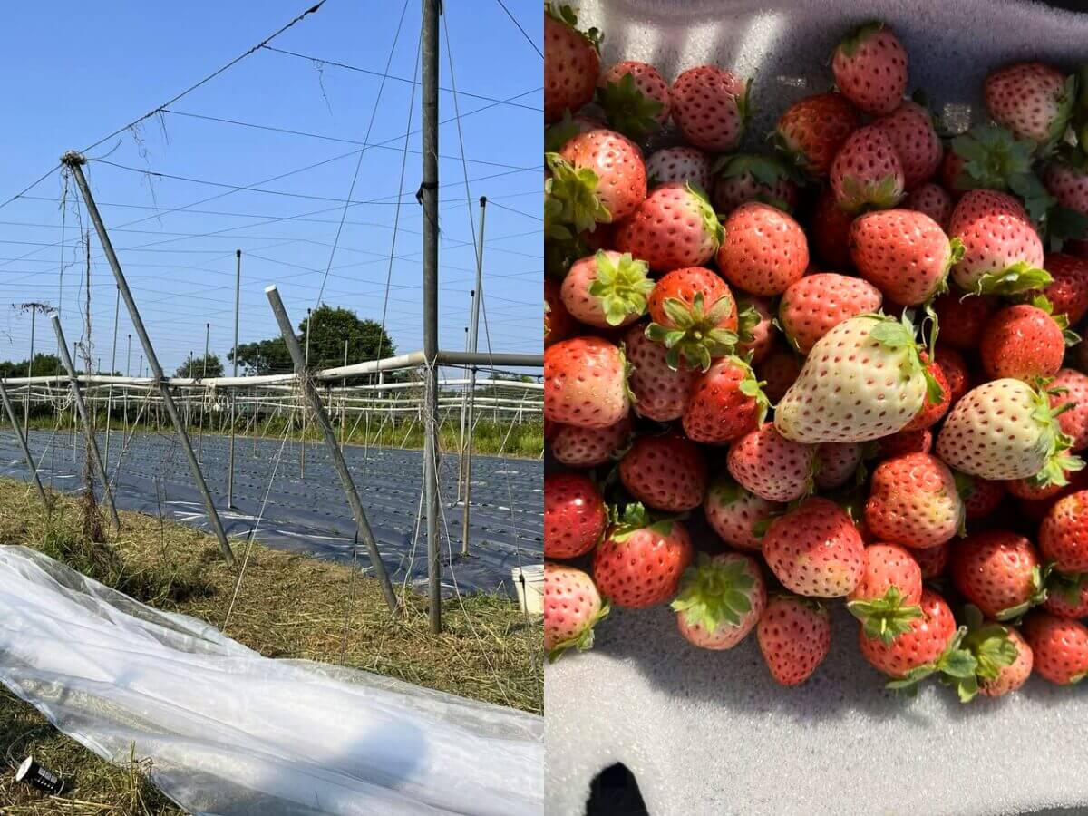 全台草莓園懶人包｜草莓控集合！7大夢幻草莓園採果＋甜點一次吃透透