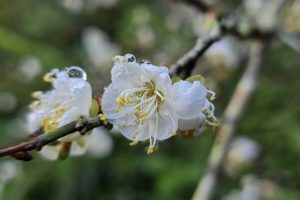 冬日雪白秘境！竹林休閒農業區「六龜梅花季」1/17、1/18盛大登場