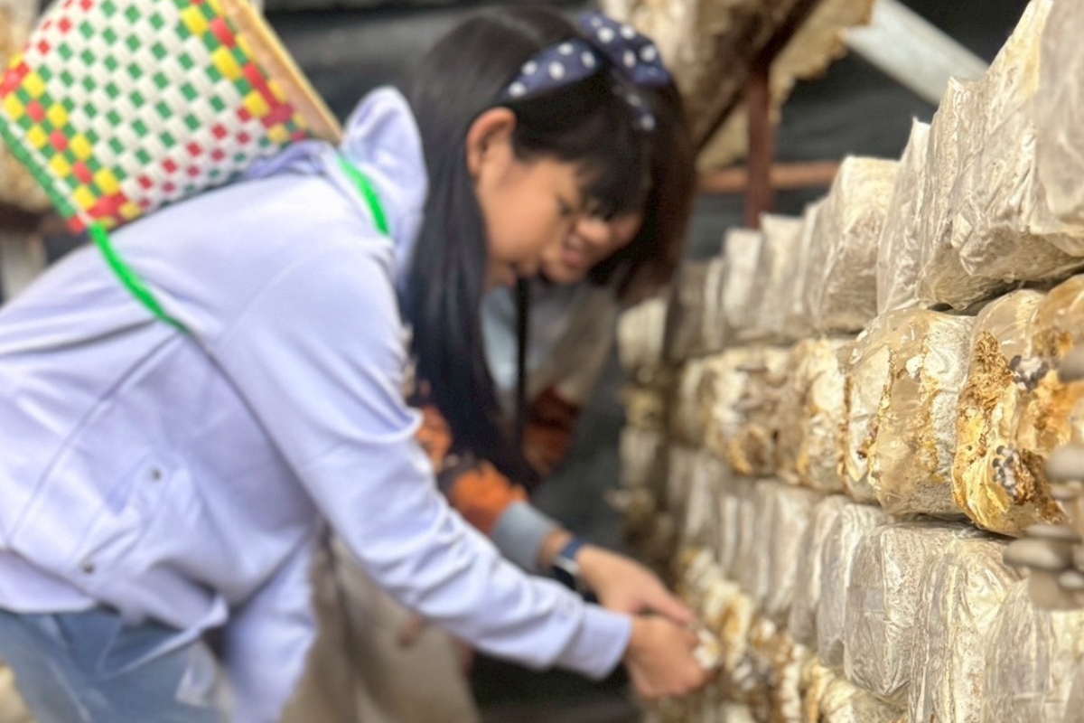 遊客在農場體驗親手採菇，觀察菇類生長樣貌，是難得的親子互動時光。（圖：豐年農場提供）