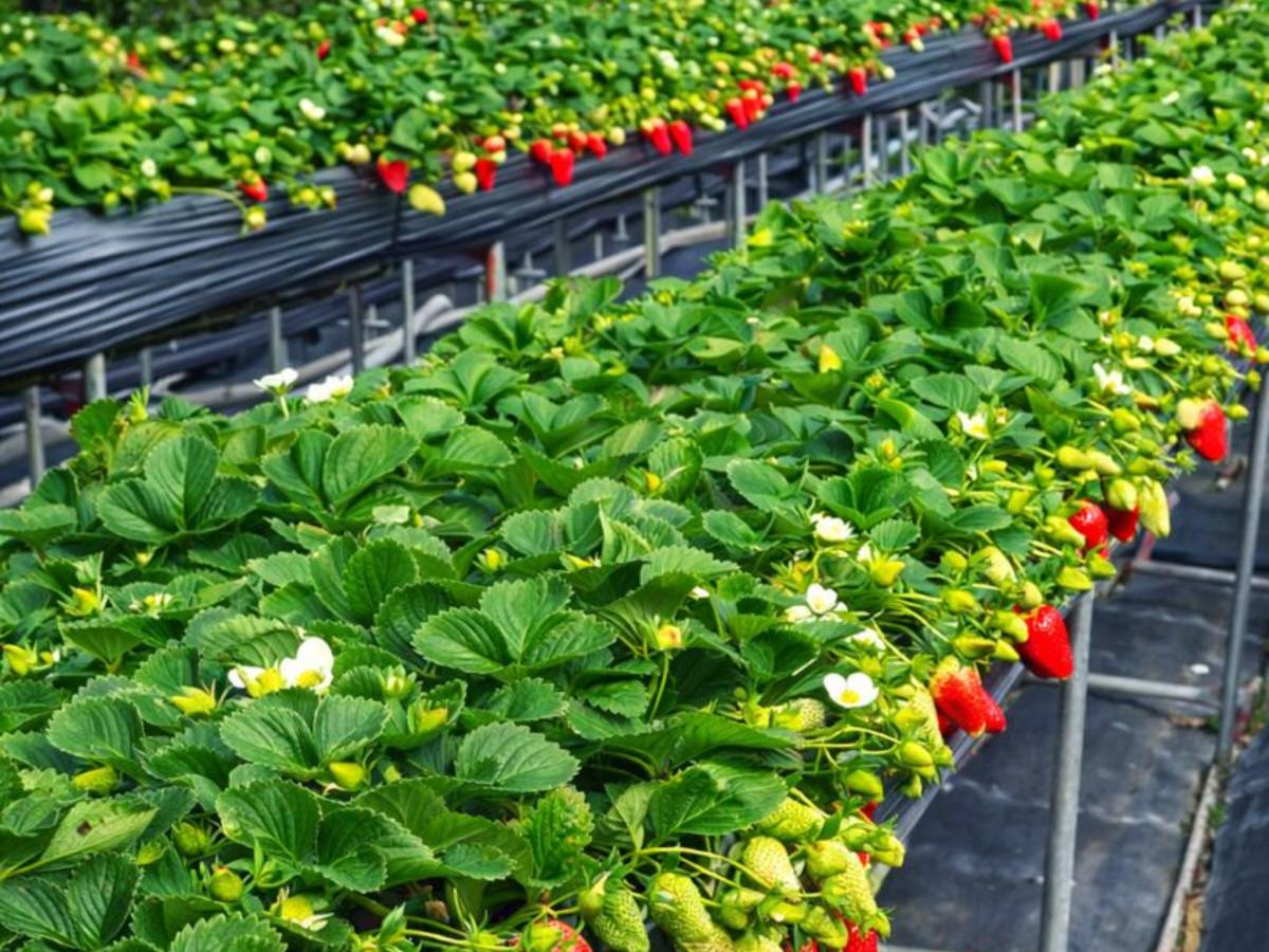 苗栗採果體驗推薦，大湖草莓園親子一日遊首選（圖/Medick Marketing Ltd.提供）