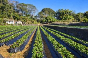 苗栗大湖草莓園推薦 高架採果親子友善 特色草莓品種香甜又好拍