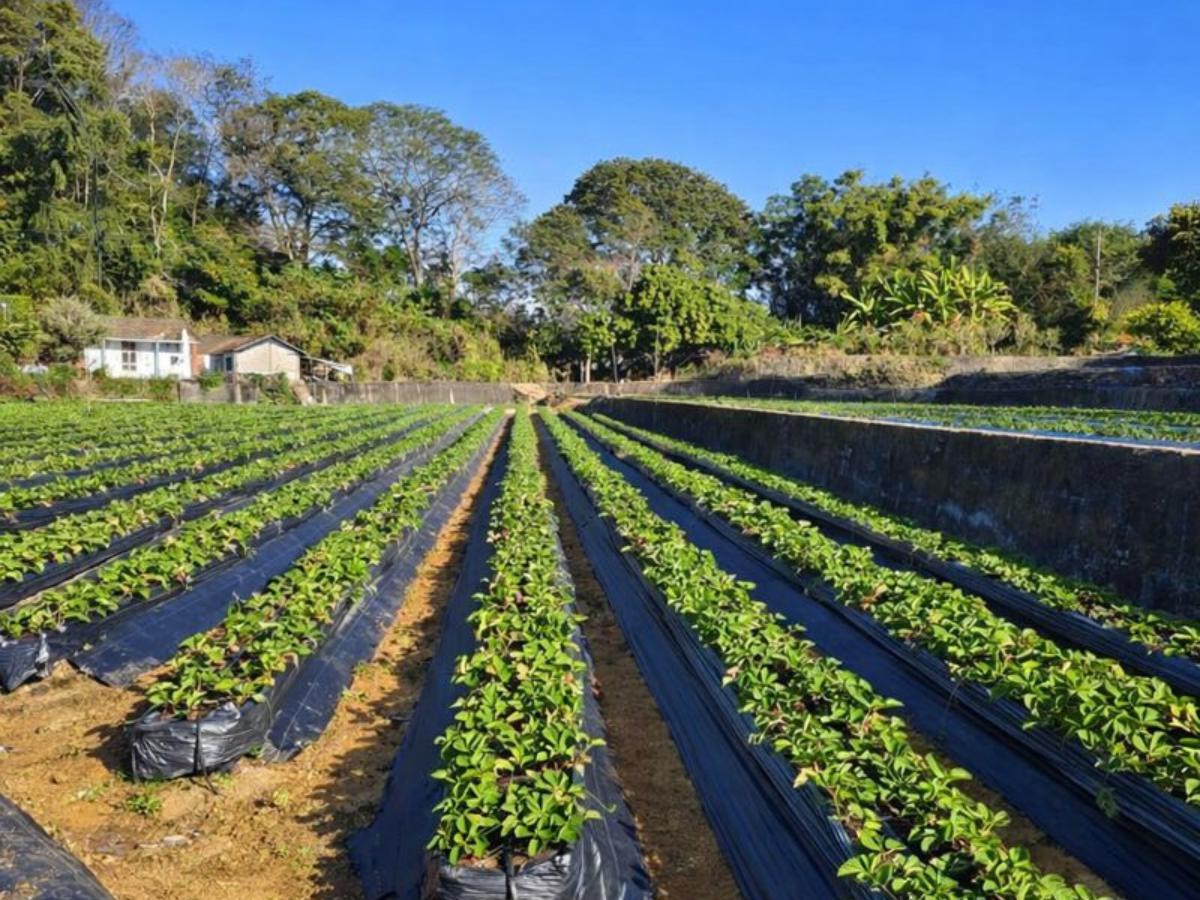 苗栗大湖草莓園推薦 高架採果親子友善 特色草莓品種香甜又好拍